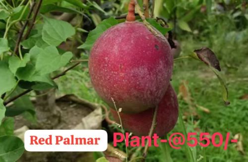 Green Red Palamar Mango Plant