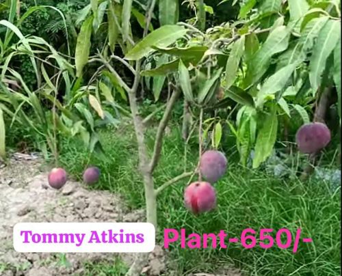 Green Tommy Atkins Mango Plant