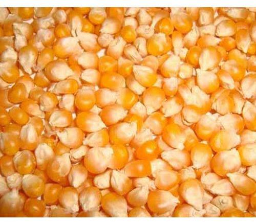 Maize Seeds, Brand Name : Top Taste