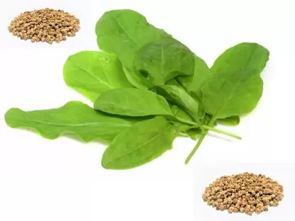 Natural Spinach Seeds, For Agriculture Use, Packaging Size : 1000 Gm, 500 Gm