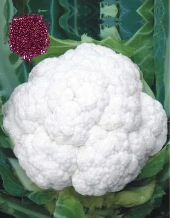 White 400-500 Gm Cauliflower Seeds