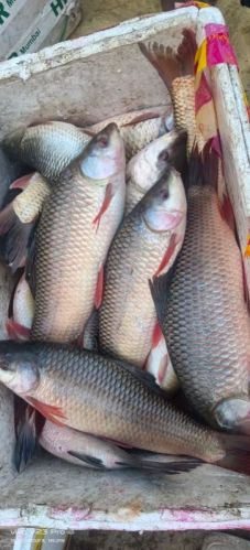 Rohu Katla Fish, For Business Resale, Variety : Mackerel