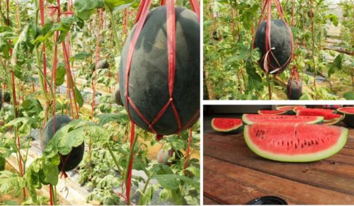Hybrid Watermelon Seeds