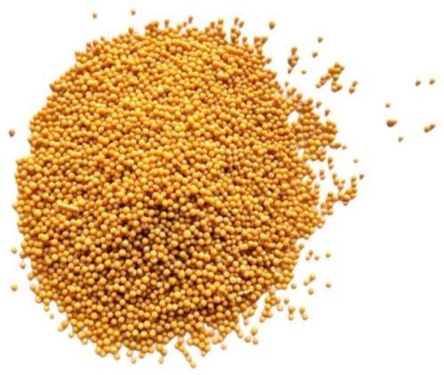 Solid Common Yellow Mustard Seeds, For Spices, Cooking, Grade Standard : Food Grade