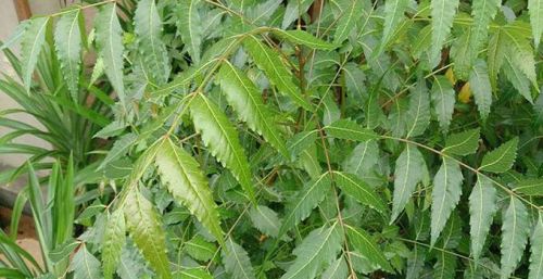 Fresh Neem Leaves, Color : Green