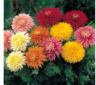Chrysanthemum Flower