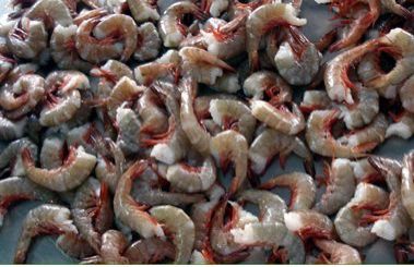 Frozen HLSO Brown Shrimps, Packaging Type : Vaccum Packed