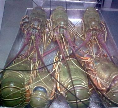 Frozen Sand Lobster Fish For Cooking, Food, Human Consumption