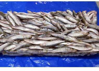 Frozen Sardine Fish For Cooking, Food, Human Consumption, Making Medicine, Making Oil