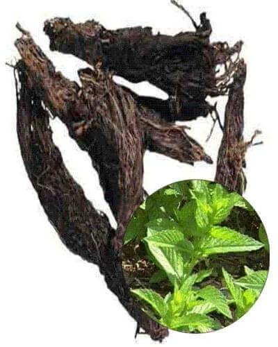 Nardostachys Jatamansi Root Extract, For Medical Use, Purity : 99%