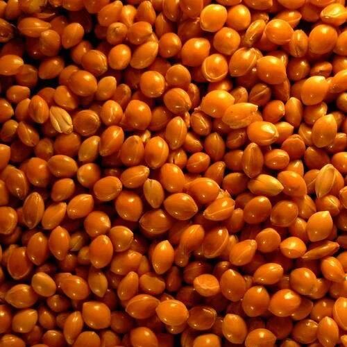 Red Millet, Packaging Type : PP Bag
