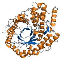 Amylase Enzyme