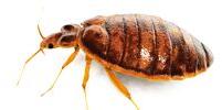 Bed Bug Control Services