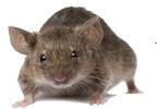 Rodent Control Services