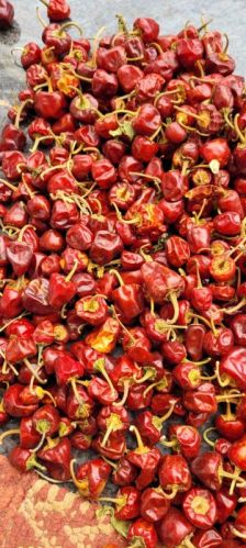 Red Chilly, For Making Pickles, Feature : Purity