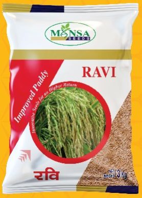 Ravi Improved Paddy Seeds, For Agriculture, Packaging Type : PP Bag