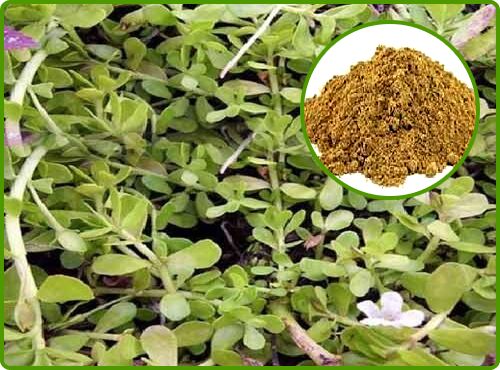 Brahmi Extract