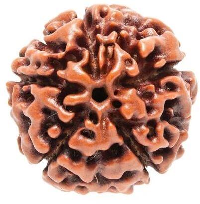 Brown 5 Mukhi Rudraksha