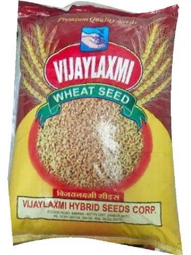 Vijaylaxmi Dried Wheat Seed, Packaging Size : 40 kg 10%