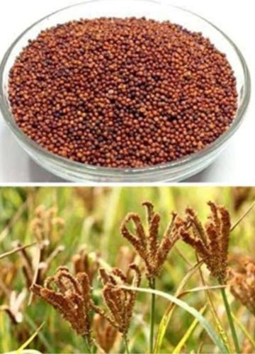 Natural Ragi Seeds, Packaging Size : 30KG, Packaging Type : PP Bag