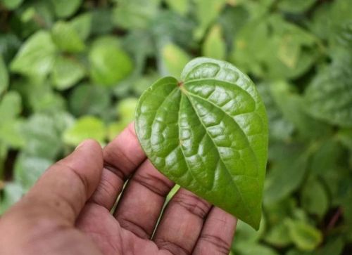 Betel Leaf, Style : Fresh