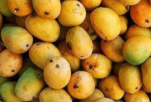 Organic Fresh Alphonso Mangoes, For Direct Consumption, Food Processing, Juice Making, Taste : Delicious Sweet