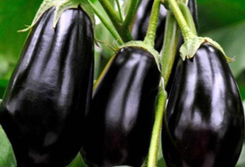 Organic Fresh Brinjal, For Cooking, Packaging Size : 20 Kg