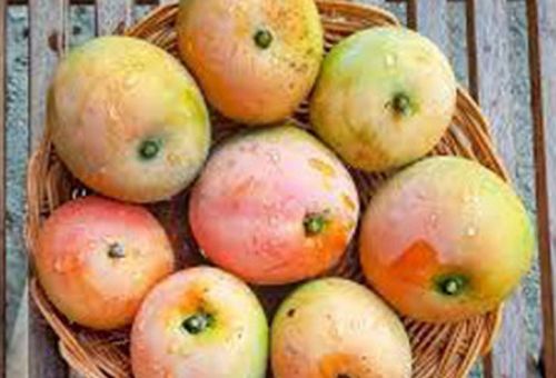 Yellow Organic Fresh Mango, For Food Processing, Juice Making, Taste : Delicious Sweet