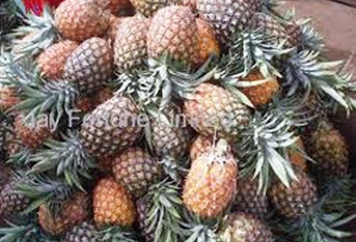 Green Solid Fresh Pineapple, For Food, Juice, Snacks, Packaging Type : Corrugated Paper Box