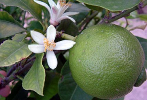 Organic Fresh Sweet Lime, For Pickles, Making Lemon Juice, Fast Food, Drinks, Feature : Safe Packaging