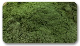 Spirulina, Form : Dried/Extracts