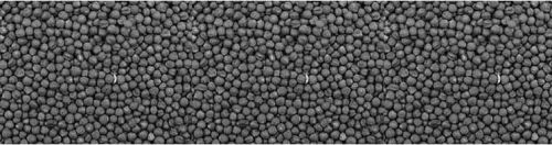 Rapeseed Meal, Protein : 37 % Min.