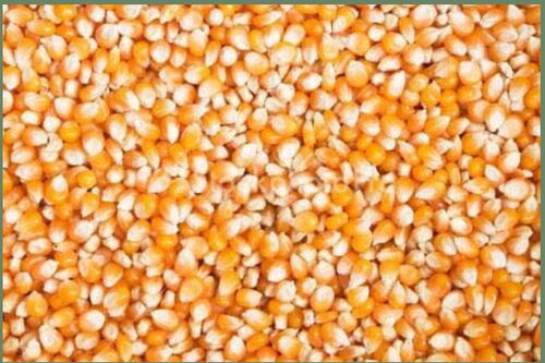 Organic Yellow Maize Seeds, For Animal Feed, Human Consuption