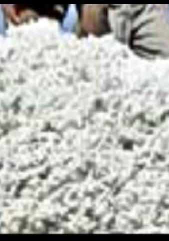 Cotton, Purity : 99% Purity