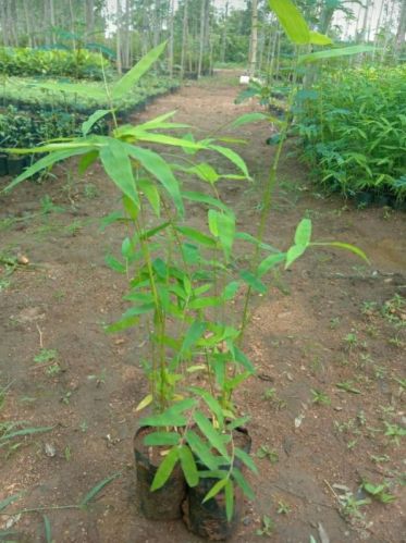 Tissue Culture Dendrocalamus Stocksii Bamboo Plants, Certification : DBT Certified