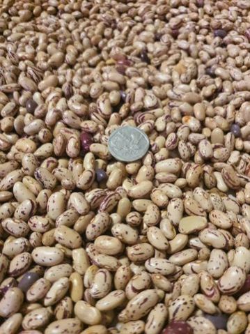 Non Gmo Kidney Beans