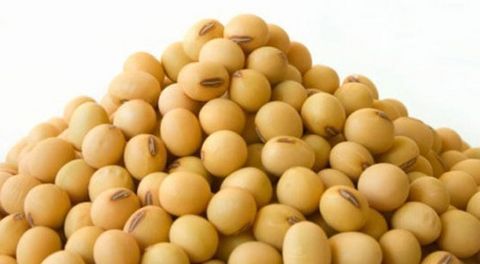Nature Soya Bean Seeds, Certification : FSSAI Certified