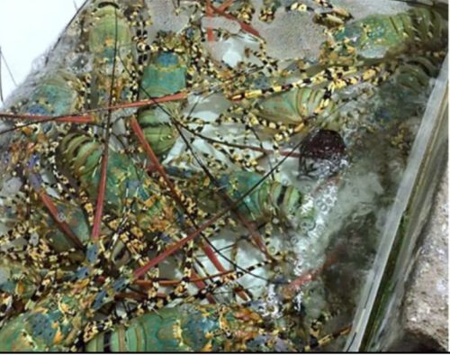 Frozen and Live Lobster Panulirus Homarus, Packaging Type : BAGS