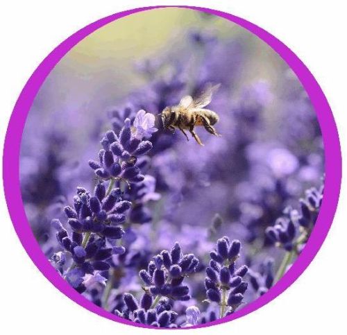 Debshakti Incense Stick Fragrances, For Agarbatti Making