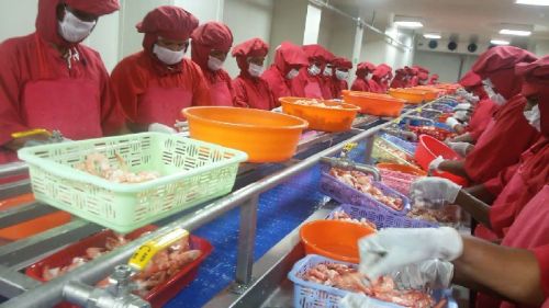 SS Shrimp Shell Peeling Conveyor, For Food Processing Industries.