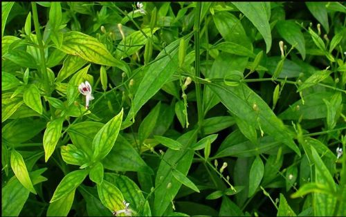 Andrographis Paniculata, For Liver Support