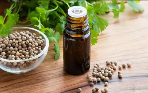 Coriander Oil, For Aphrodisiac, Antispasmodic, Carminative, Deodorant, Digestive