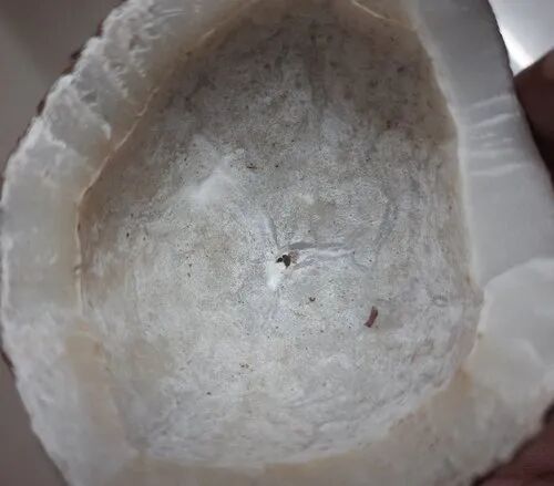 Coconut Copra, For Oil