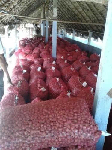 Sky Traders Fresh Small Onion