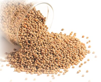 Sorghum Seeds