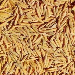 Paddy Seeds