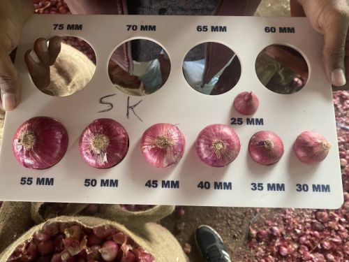 Pink Organic Indian Fresh Onion, For Snacks, Fast Food, Cooking, Packaging Type : Net Bags