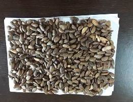 Mucuna Seeds, For Ayurvedic Medicine, Herbal, Nutraceutical, Pharma