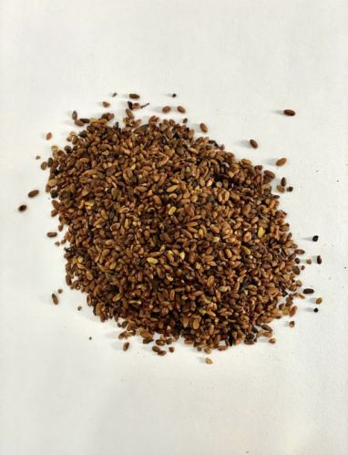 Neem Seed Kernel