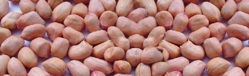 Groundnut Kernels